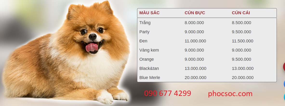 Bán Chó Phốc Sóc Thuần Chủng lịch sử của giống chó Phốc Sóc. Giá cả và địa chỉ bán chó phốc sóc giá rẻ, uy tín ở Việt Nam hiện nay